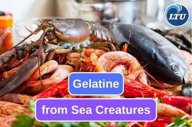 These Are 5 Sea Creature That Can Produces Gelatin